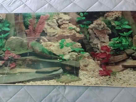 Photo of free Aquarium / vivarium background's (Greenland's Redditch B98.) #4