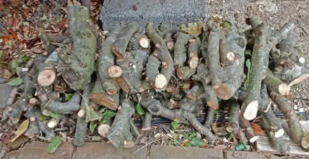 Photo of free Apple Tree Logs (Bozeat NN29) #1
