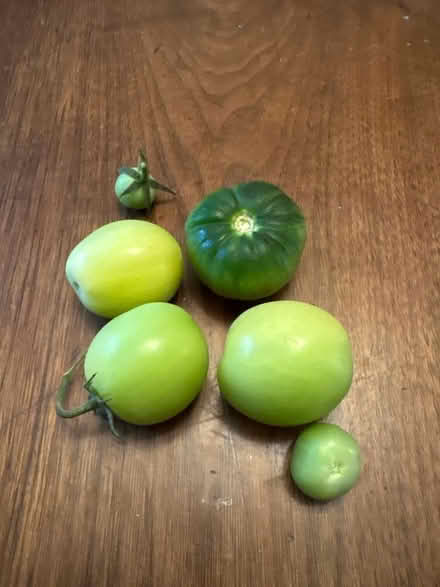 Photo of Green tomatoes (Main/Danforth) #1