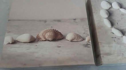 Photo of free set of 3 shell pictures (peacehaven BN10) #2