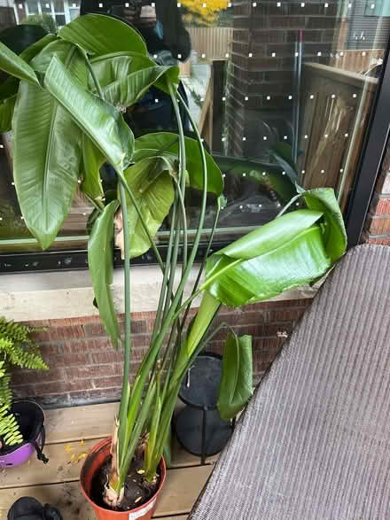 Photo of free Sterilizes IKEA plant (East End Toronto) #1