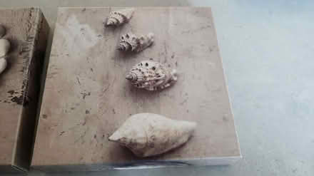 Photo of free set of 3 shell pictures (peacehaven BN10) #4