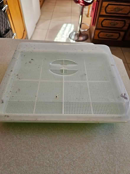 Photo of free Bean Sprout Propagator (Tiptree CO5) #1