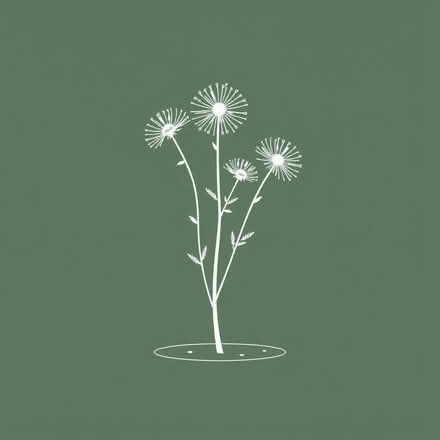 Photo of free Aster plants (Wimbledon Village SW19) #1