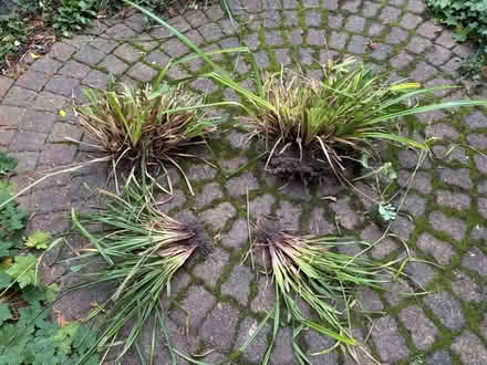 Photo of free Ornamental Grass (Frizinghall BD9) #1