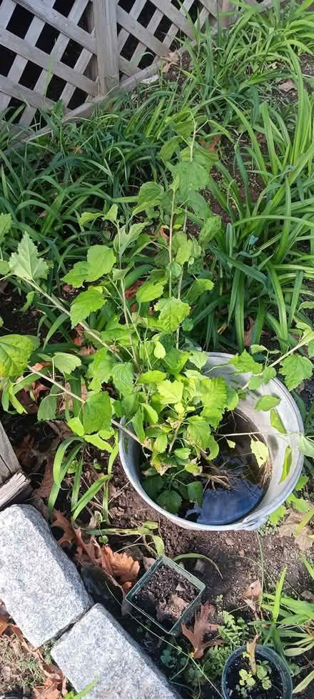 Photo of free rose of Sharon saplings (melrose) #1