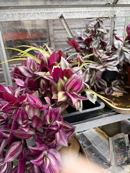 Photo of free House Plants (PR8 Scarisbrick) #1