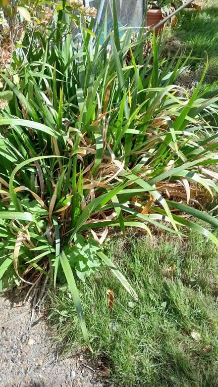 Photo of free Day lily plants (Loughton IG10) #1