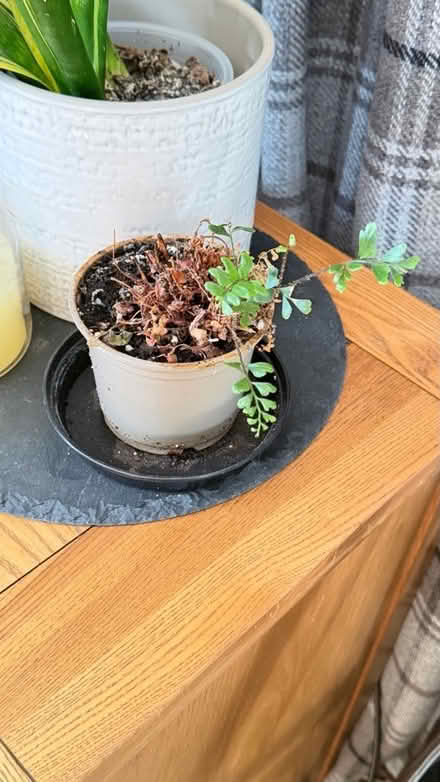 Photo of free Chocolate fern (Tendring Green CO16) #1