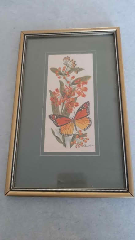 Photo of free butterfly picture (peacehaven BN10) #2