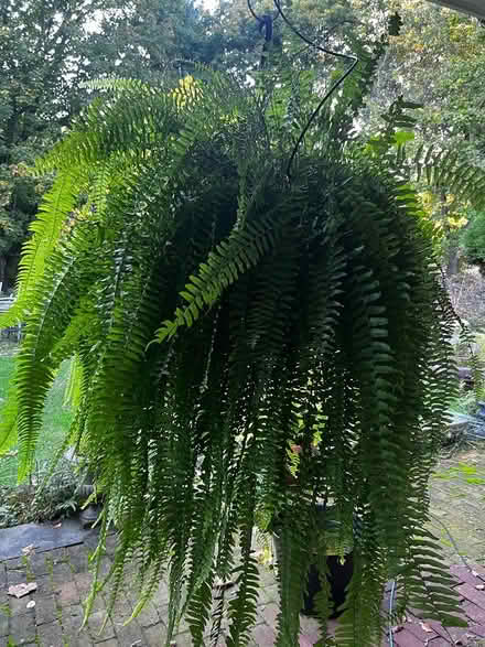 Photo of free Boston Ferns (Tarrytown) #1