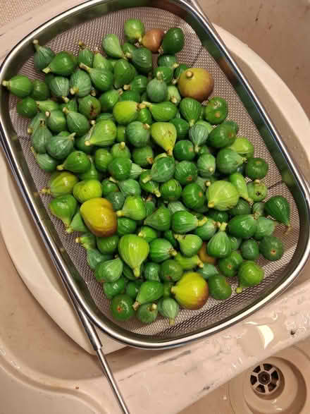 Photo of free 2 Kg of green figs for pickling or jamming (Bernards Heath AL1) #1