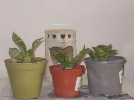 Photo of free SNAKE Plants (Wimbledon SW19) #1