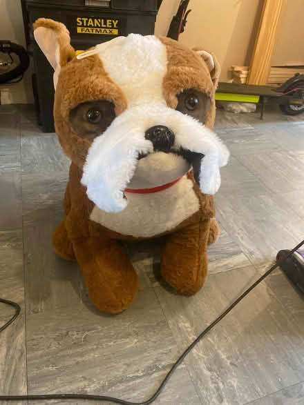 Photo of free Bull dog teddy (Bletchley MK3) #1