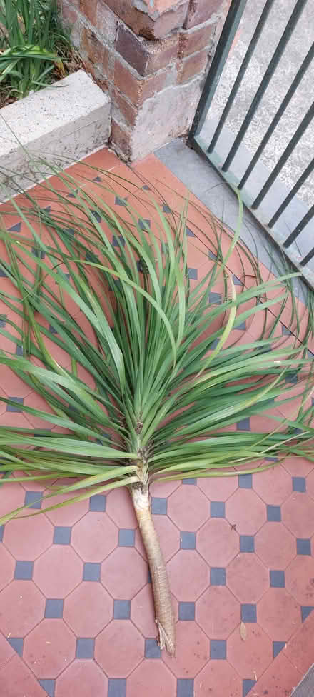 Photo of free Ponytail palm cuttings (Camperdown 2050) #1