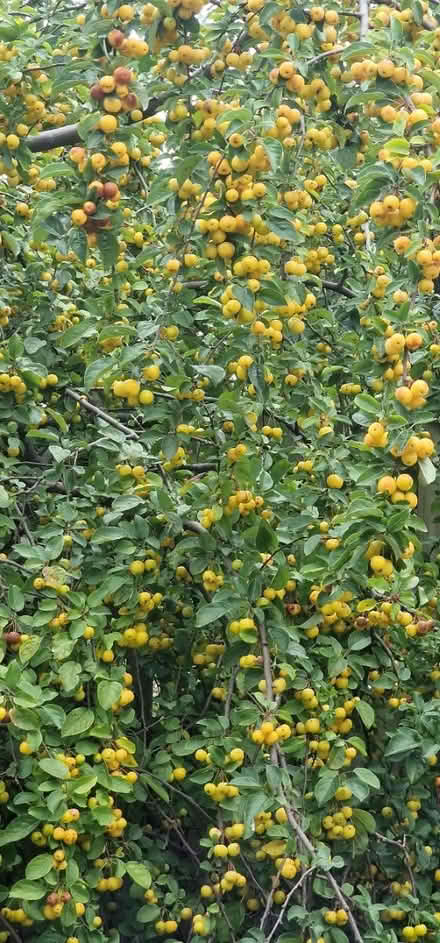 Photo of free Crab apples (Iv306hh) #1