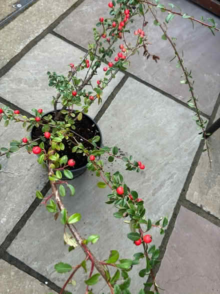 Photo of free Cotoneaster plant (Warsash SO31) #1