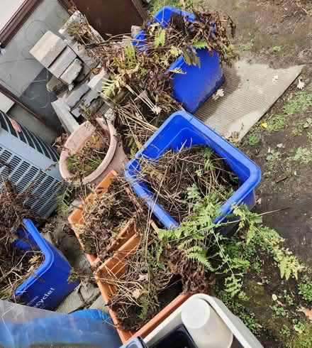 Photo of free Oodles of ferns Oct 14 (Wellington Village) #1