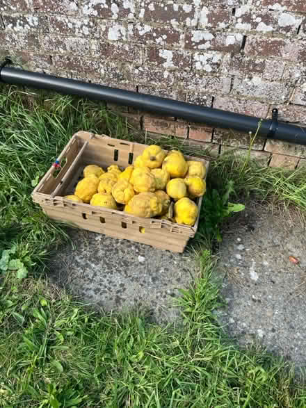 Photo of free Quince (Faversham ME13) #1