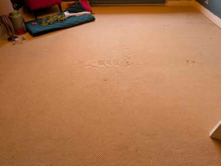 Photo of free Sand coloured textured carpet (Hp30lp) #3