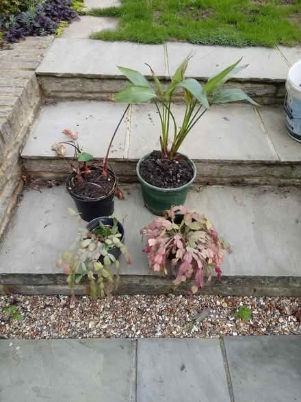 Photo of free Plants in need of TLC (Horsham, RH13 5) #1