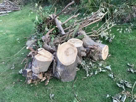 Photo of free Logs (Nest Farm area NN8) #1