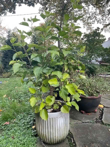 Photo of free Hibiscus Plant (Sleepy Hollow, NY) #3