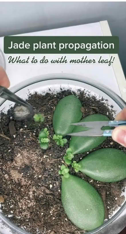 Photo of free Jade plant leaves (Home CT10) #3