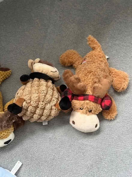 Photo of free Dog toys (OX14) #3