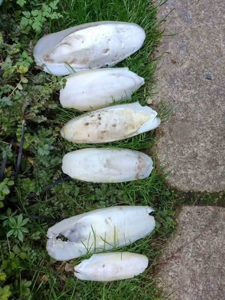 Photo of free Cornish Cuttlefish bones for budgies and other aviary birds (Summertown OX2) #1