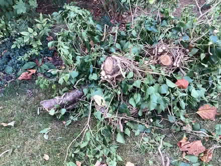 Photo of free Logs (Nest Farm area NN8) #4