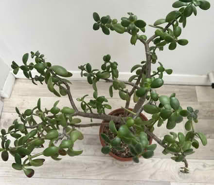Photo of free Large money plant (KT23 Great Bookham) #2