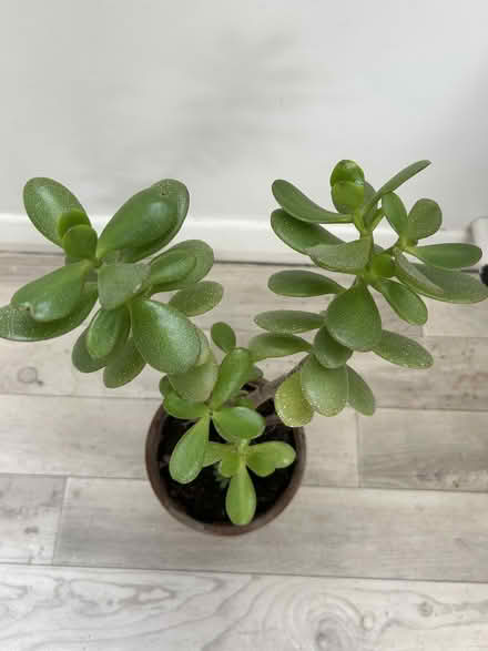 Photo of free 2 money plants (KT23 Great Bookham) #4
