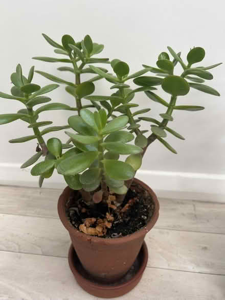 Photo of free 2 money plants (KT23 Great Bookham) #3
