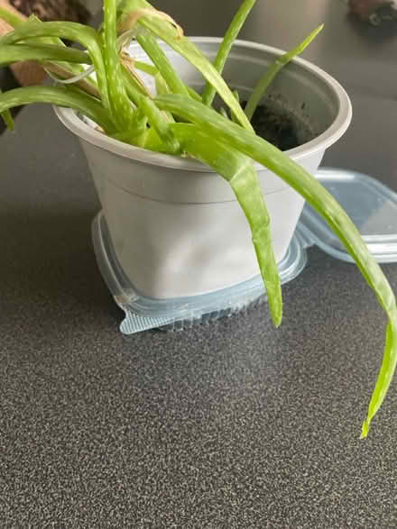 Photo of free Aloe Vera plant (Welling DA16) #2