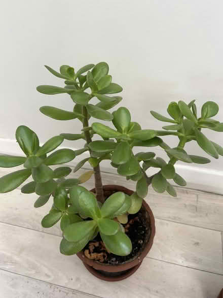 Photo of free 2 money plants (KT23 Great Bookham) #2
