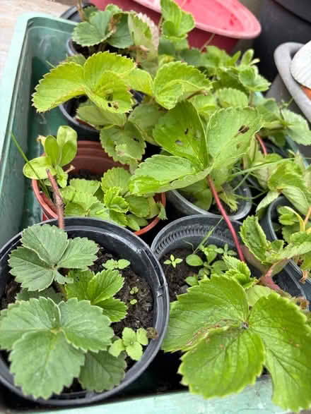 Photo of free 4 strawberry plants (Westbury BA13) #1