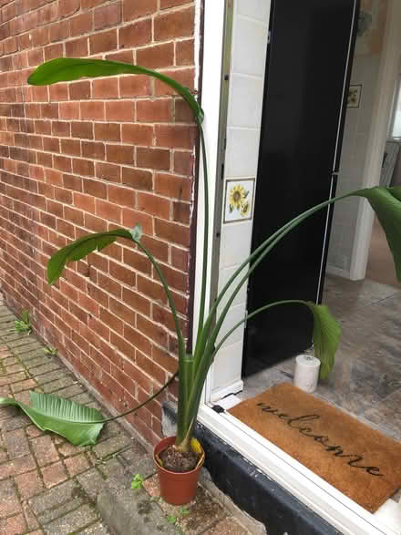 Photo of free Bird of Paradise plant (Horsforth LS18) #1