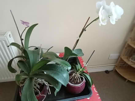 Photo of free 4 Orchids (Lee On The Solent PO13) #1