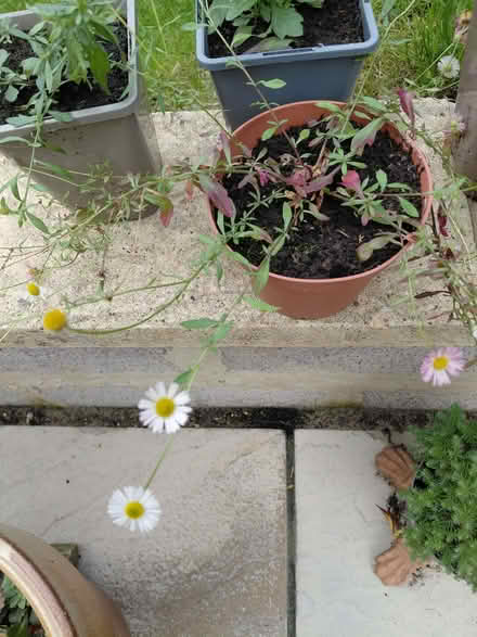 Photo of free Erigeron plants (Stroud GL5) #2
