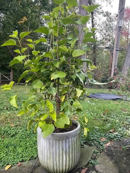 Photo of free Hibiscus Plant (Sleepy Hollow, NY) #2