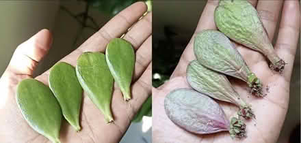 Photo of free Jade plant leaves (Home CT10) #2