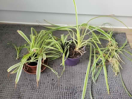 Photo of free Spider plants (Diglis WR5) #1