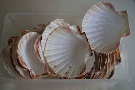 Photo of free approx 34 scallop shells (Yatton BS49) #1