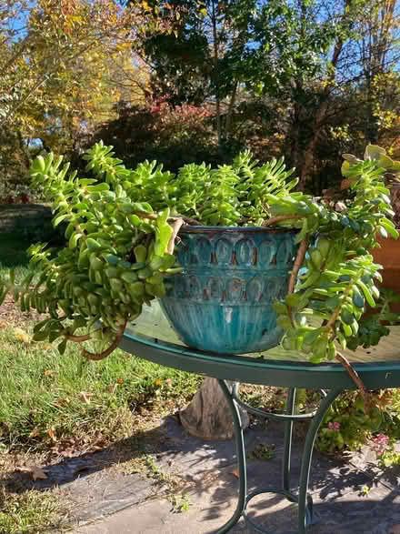 Photo of free Succulent plants - cuttings (Rhinebeck) #2