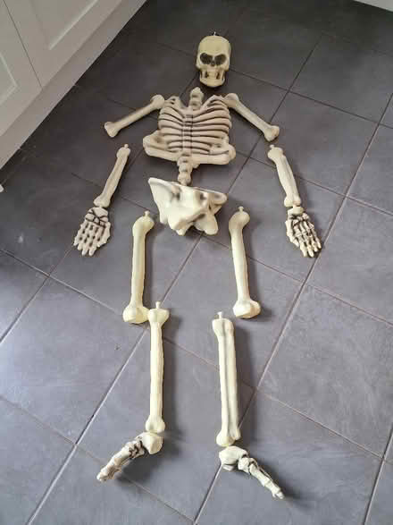 Photo of free 5ft skeleton (Rainham Mark ME8) #1