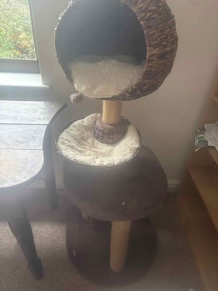 Photo of free Large cat tree (Dolgarrog) #1