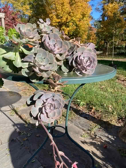 Photo of free Succulent plants - cuttings (Rhinebeck) #1