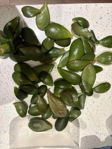 Photo of free Jade plant leaves (Home CT10) #1