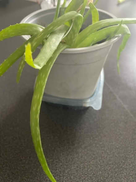 Photo of free Aloe Vera plant (Welling DA16) #1